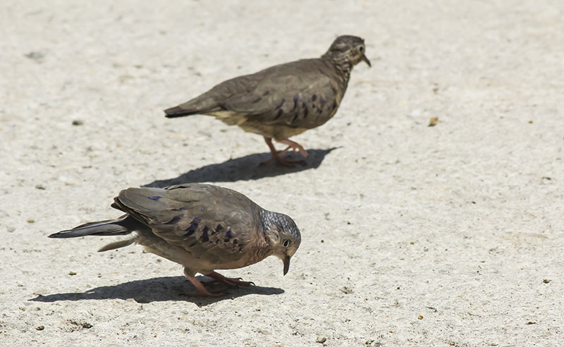 Palomas torcazas