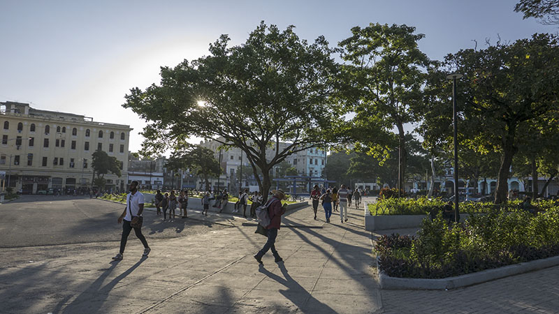 Plantas y flores de los jardines públicos de La Habana (1)