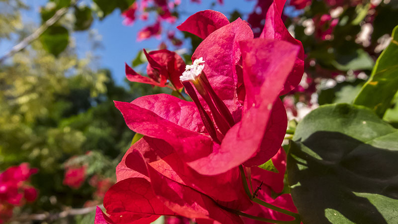 Plantas y flores de los jardines públicos de La Habana (14)