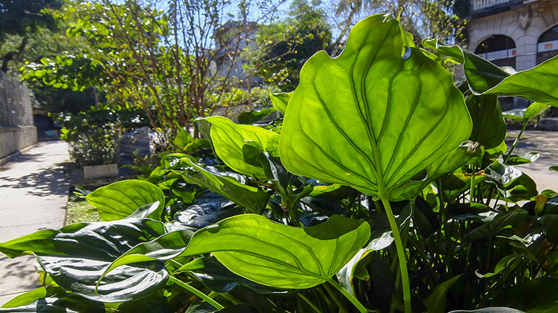 Plantas y flores de los jardines públicos de La Habana (2)