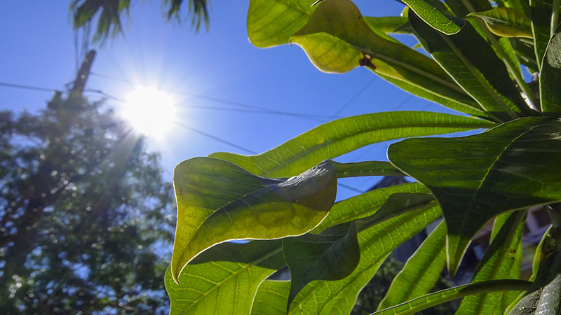 Plantas y flores de los jardines públicos de La Habana (4)