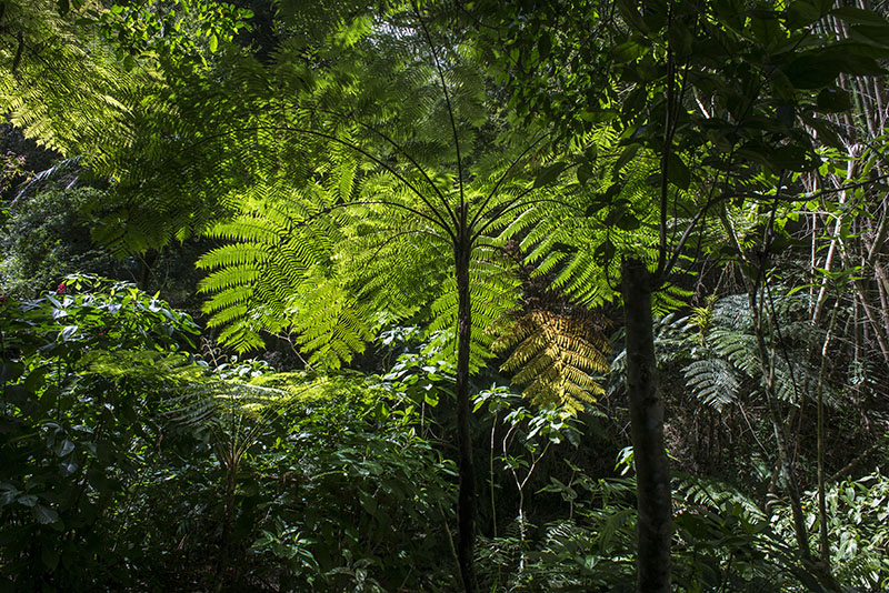 Topes de Collantes