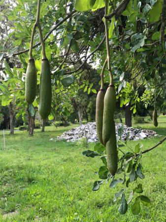 Jardín Botánico de Cienfuegos: Un paraíso de exóticos asombros