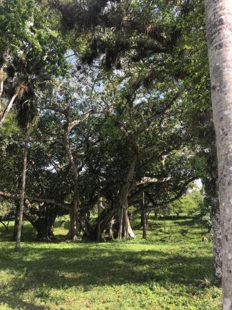 Jardín Botánico de Cienfuegos: Un paraíso de exóticos asombros