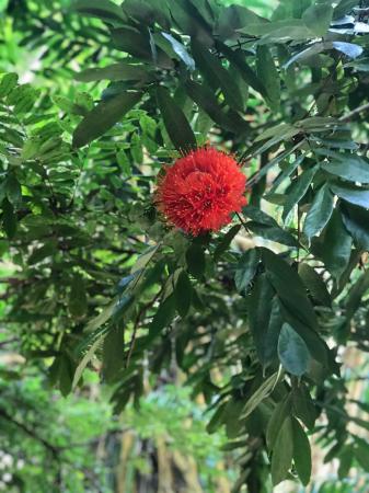 Jardín Botánico de Cienfuegos: Un paraíso de exóticos asombros