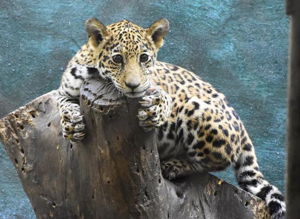 Parque zoológico de Cuba: educar la vida salvaje