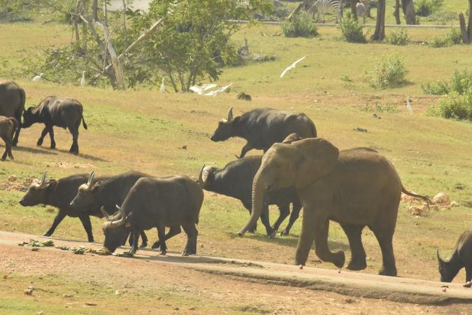 Parque zoológico de Cuba: educar la vida salvaje