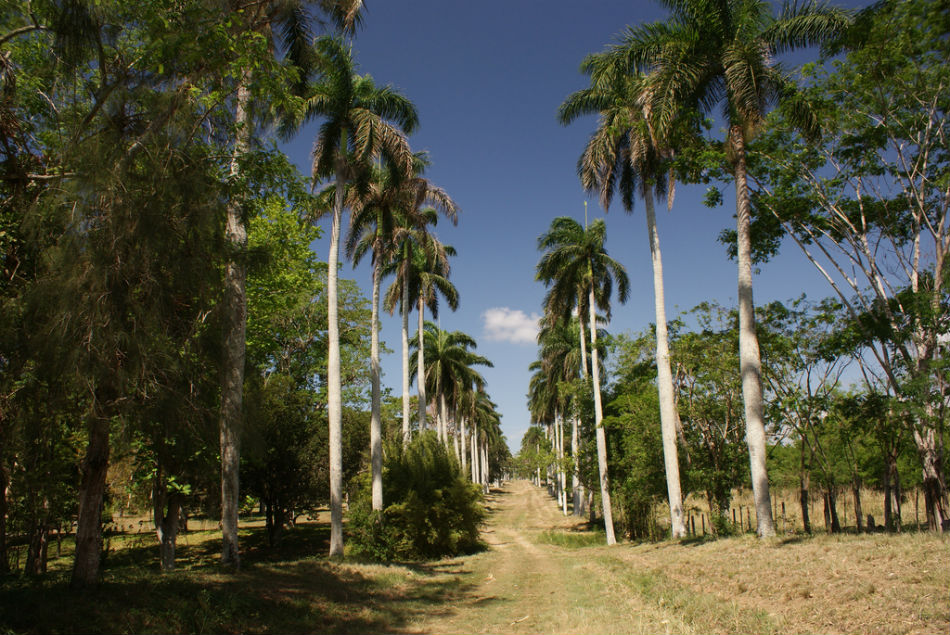 Jardín Botánico de Cienfuegos 