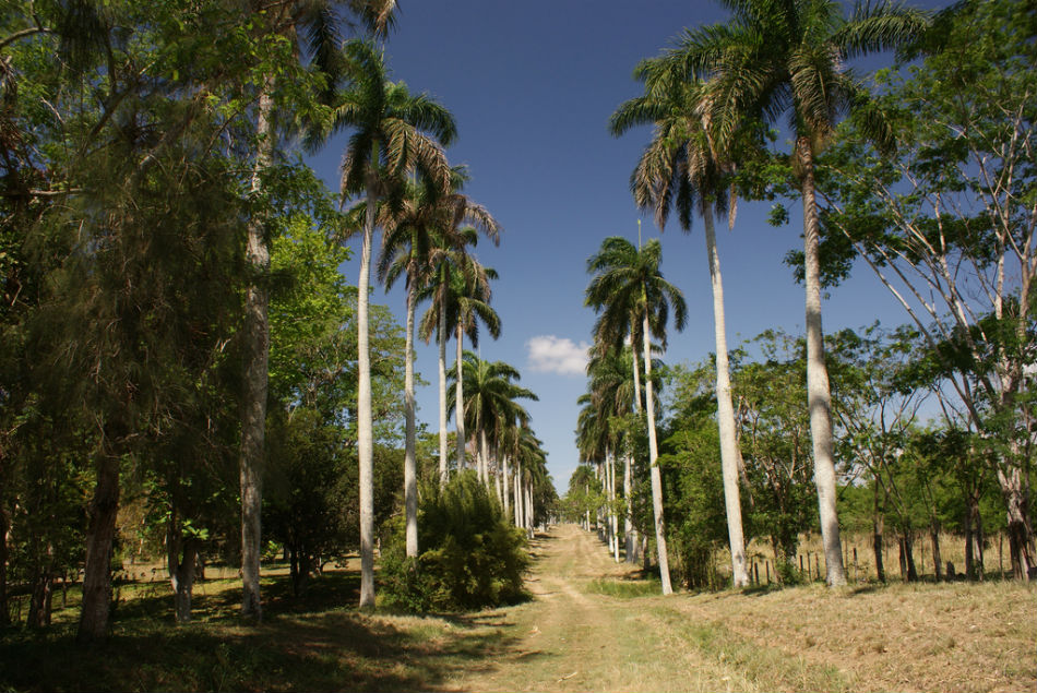 Jardín Botánico de Cienfuegos