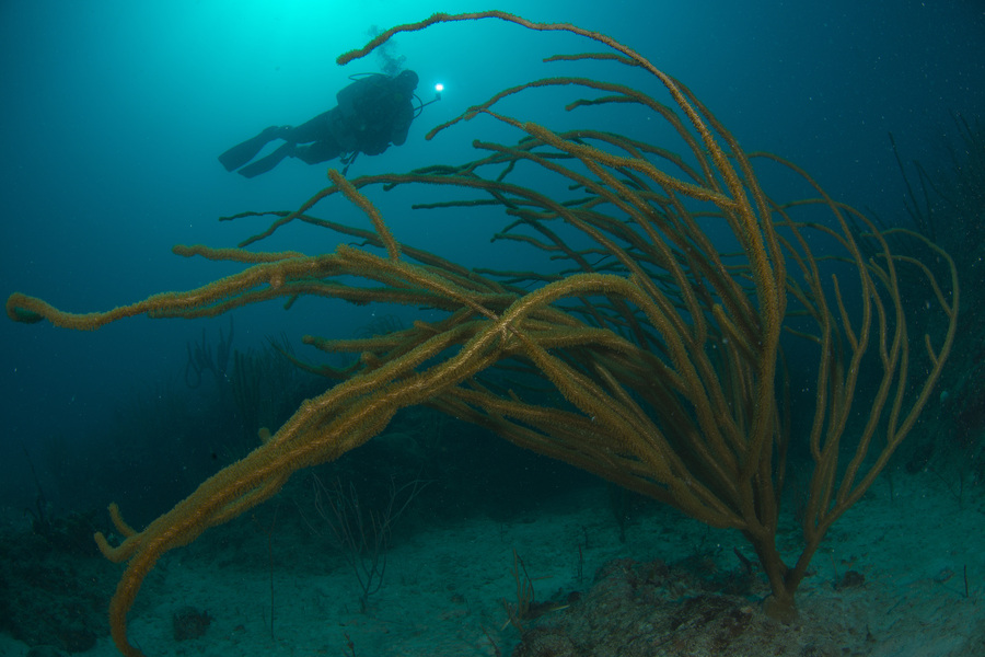 Buceo en Cayo Santa Maria