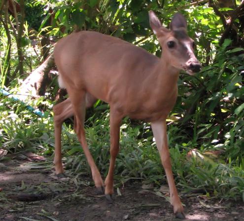 Especies de Guatemala engrosarán colección de Parque Zoológico cubano