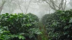 Siembran más de 5 mil hectáreas de café en Santiago de Cuba