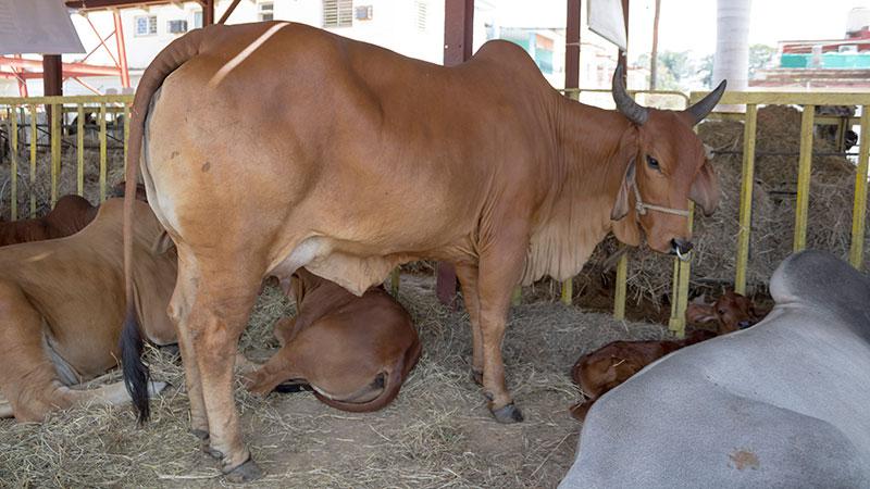 Comenzó el evento agroalimentario más importante de Cuba