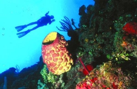 Fotosub 2015 destaca la barrera coralina de Jardines del Rey