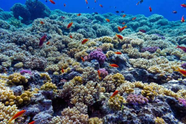 Cuba y Estados Unidos estudian arrecifes coralinos