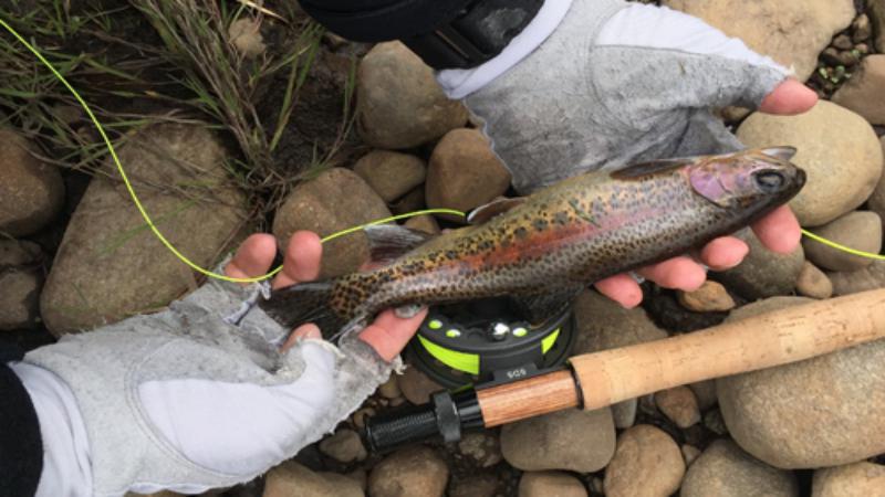 Pesca fly de la trucha atrae turismo en Ciénaga de Zapata