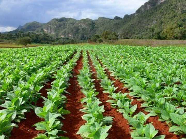 Cuba aumenta caballerías de tierra para nuevos usufructuarios