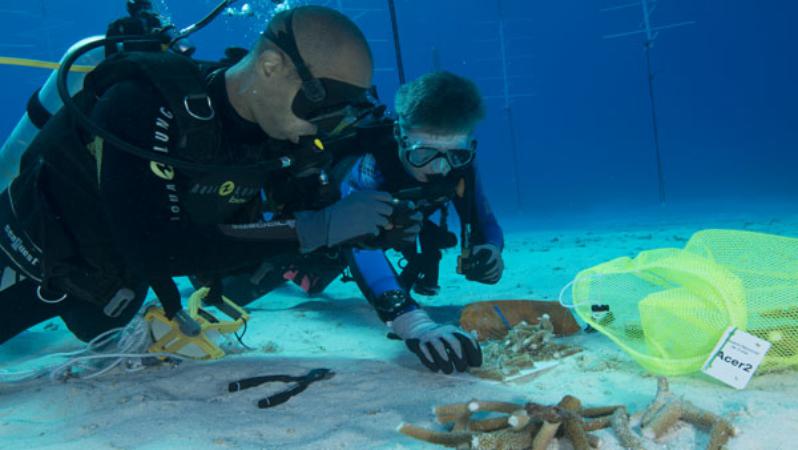 Acuario de Florida ayuda a crear vivero de coral en Cuba