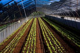 Proyecto agropecuario favorece a Santiago de Cuba