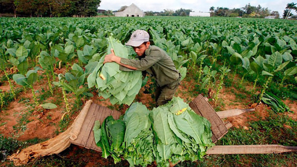 Crecen áreas destinadas al tabaco virginia en Pinar del Río 