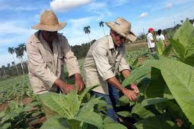 Producción de tabaco en Cuba Cuba quiere potenciar actividad tabacalera