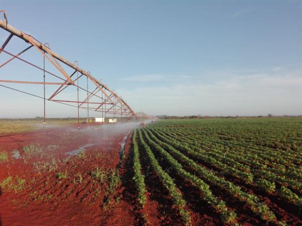 Tierras rojas de Camagüey sustituyen importaciones