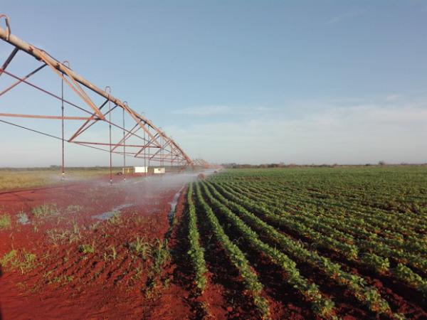 Tierras rojas de Camagüey sustituyen importaciones 