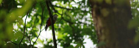 La rica biodiversidad que puedes encontrar en las Lomas de Banao