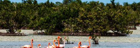 Guanahacabibes, destino clave para el ecoturismo en Cuba