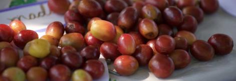 BioCubaCafé proyecta crecimiento sostenible para 2026