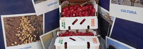 Cienfuegos supera plan exportador en 2025