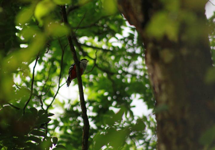 La rica biodiversidad que puedes encontrar en las Lomas de Banao