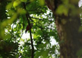 La rica biodiversidad que puedes encontrar en las Lomas de Banao