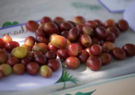 BioCubaCafé proyecta crecimiento sostenible para 2026