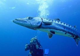 Cuba muestra sus encantos submarinos en el Reino Unido