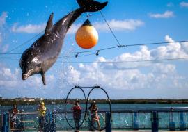 El delfinario de Cayo Santa María amplía la experiencia turística en Villa Clara