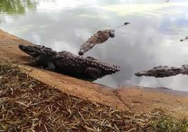 Morón: Donde los cocodrilos cuentan su historia y los turistas se enamoran de la naturaleza 