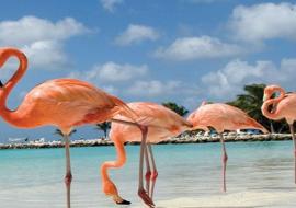 Jardines del Rey es el segundo destino más visitado de Cuba