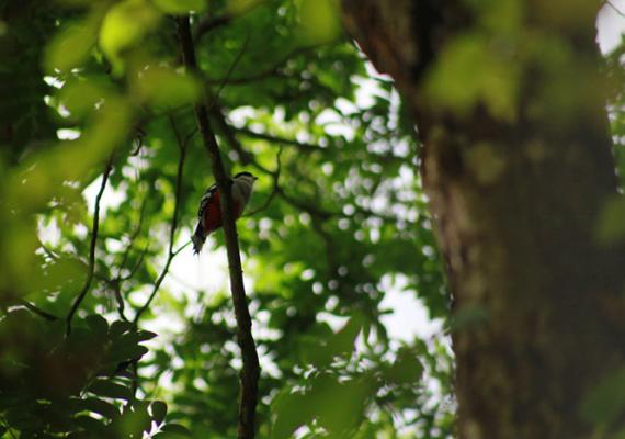 La rica biodiversidad que puedes encontrar en las Lomas de Banao