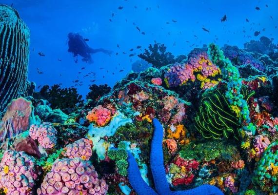 Arrecifes de Nuevitas, un atractivo en el centro de Cuba