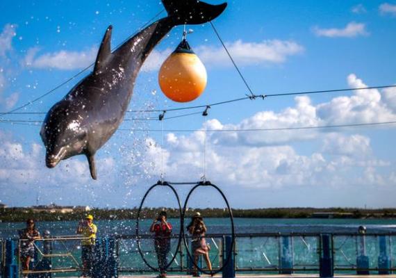 El delfinario de Cayo Santa María amplía la experiencia turística en Villa Clara