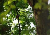 La rica biodiversidad que puedes encontrar en las Lomas de Banao