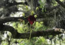 Jardín Botánico de Cienfuegos: Un paraíso de exóticos asombros
