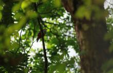 La rica biodiversidad que puedes encontrar en las Lomas de Banao