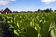 Vega de tabaco en Pinar del Río, Cuba