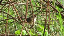 Reinita Palmera foto eBird