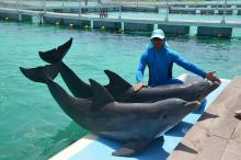 Terapia con delfines en los cayos cubanos, una manera diferente de buscar la alegría