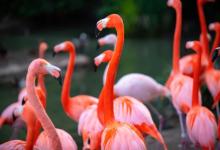 Flamencos rosados
