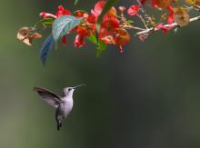 Convocan al Concurso Internacional de Fotografía Naturaleza Digital