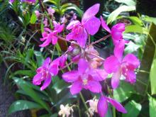 orquideas